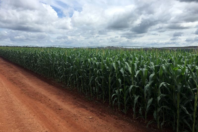 &copy; Reuters. FOTO DE ARCHIVO. Un cultivo de maíz, en la granja Cercado Grande,  en Itajai, estado de Sao Paulo, Brasil.
