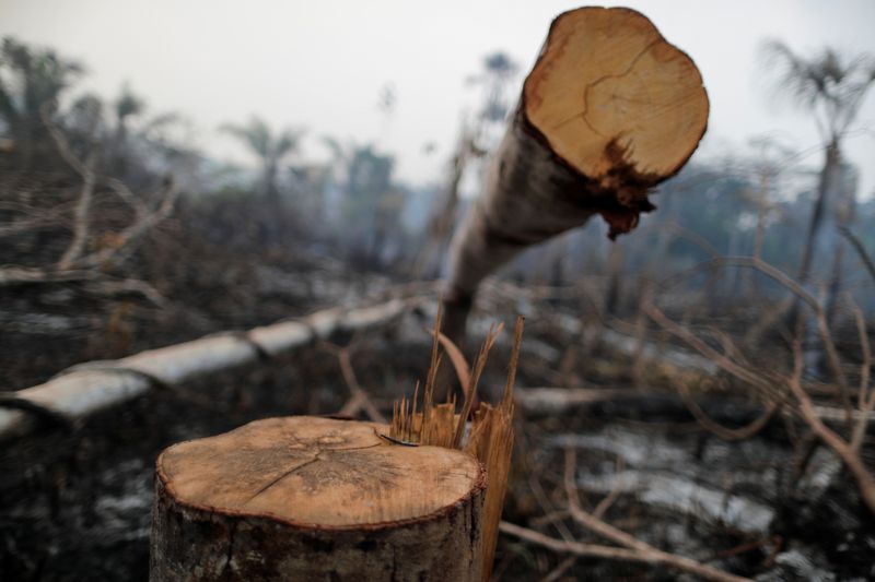 &copy; Reuters. Trecho da Amazônia atingido por queimada é derrubado por madeireiros perto de Mirante da Serra, em Rondônia