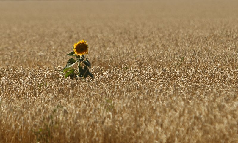 &copy; Reuters. A sunflower is seen in the field of wheat near Krasnoye settlement in Stavropol region