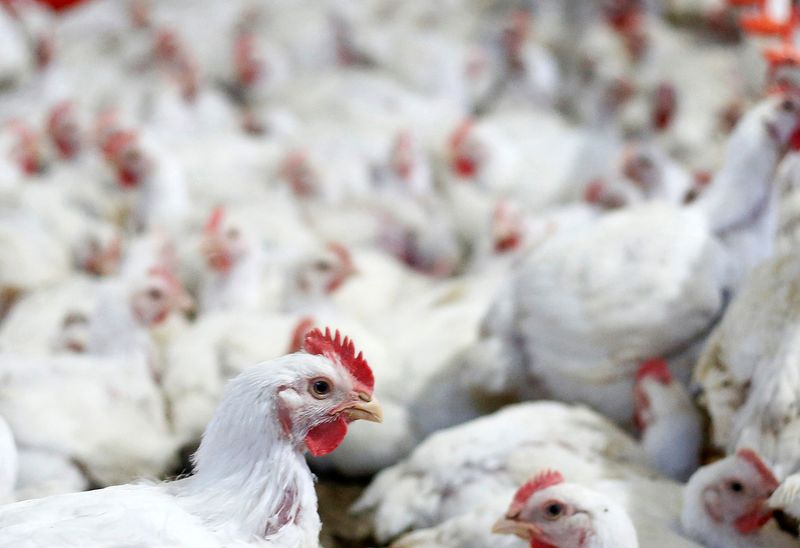 &copy; Reuters. Granja de frangos no Paraná