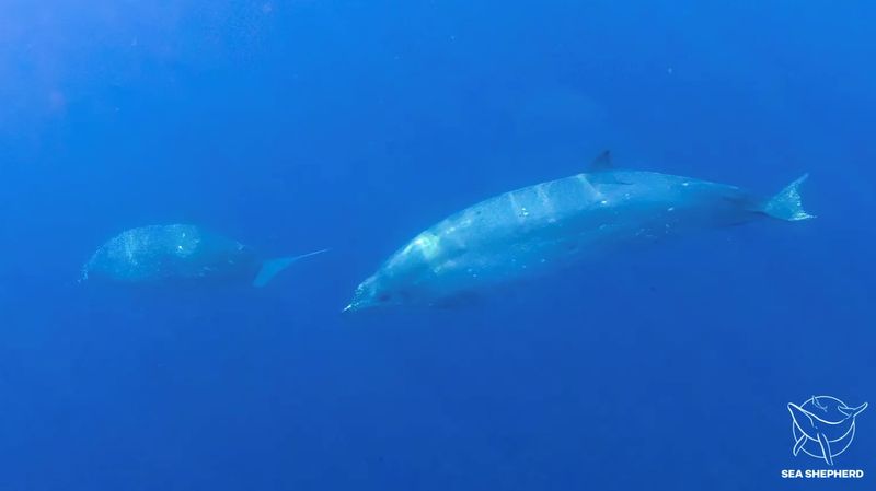 &copy; Reuters. Researchers believe they have found a previously unknown species of beaked whale in waters off Mexico&apos;s western coast