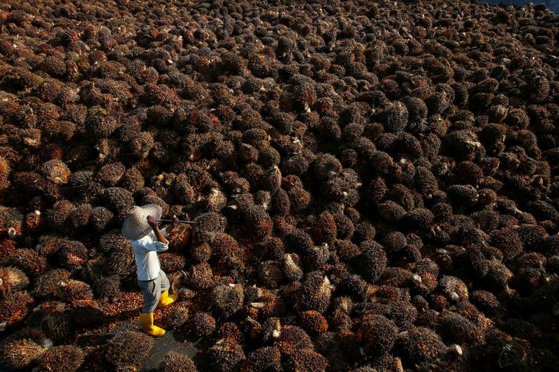 &copy; Reuters. FILE PHOTO: A worker collects palm oil fruit inside a palm oil factory in Sepang, outside Kuala Lumpur