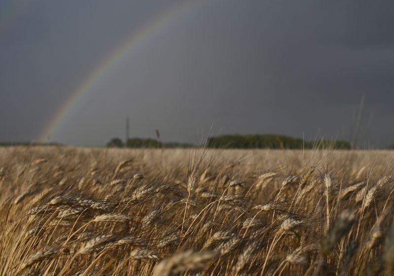 &copy; Reuters. A rainbow is seen over a field of wheat ready for harvesting in Omsk region