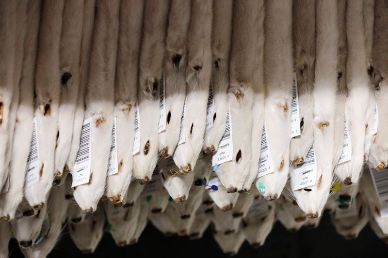 © Reuters. Labeled mink pelts are seen in storage at Kopenhagen Fur in Glostrup