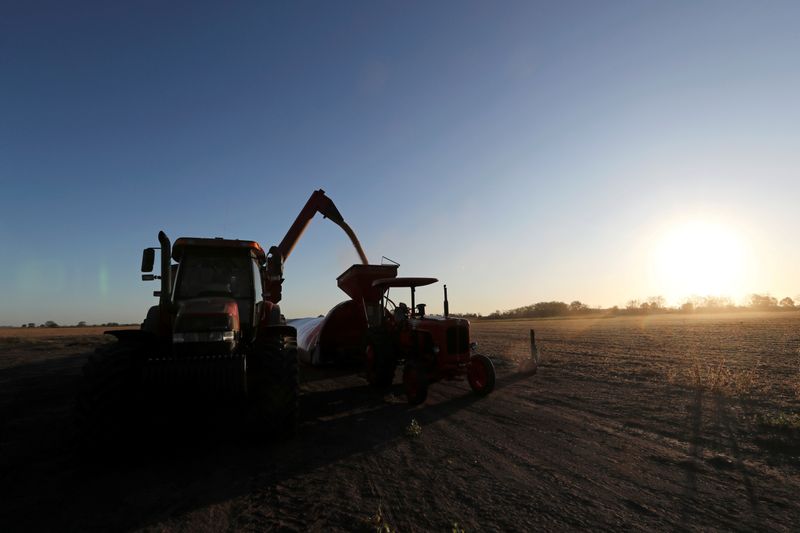 &copy; Reuters. FILE PHOTO: A truck unloads soy grains in a silo bag on a farmland in Chivilcoy, on the outskirts of Buenos Aires