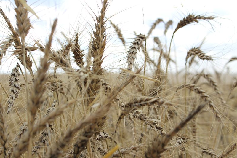 © Reuters. The crop is seen in a wheat field ahead of annual harvest near Moree