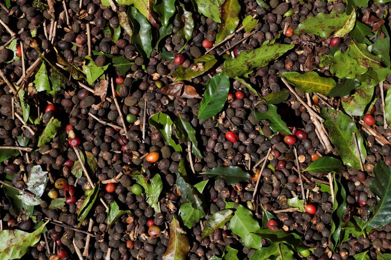 &copy; Reuters. Café em plantação em São João da Boa Vista, no Brasil