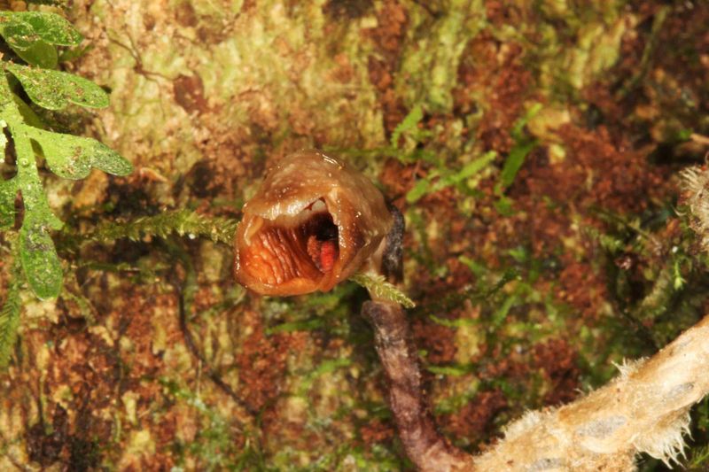 &copy; Reuters. An orchid (Gastrodia agnicellus) is seen in this handout photo taken in Madagascar