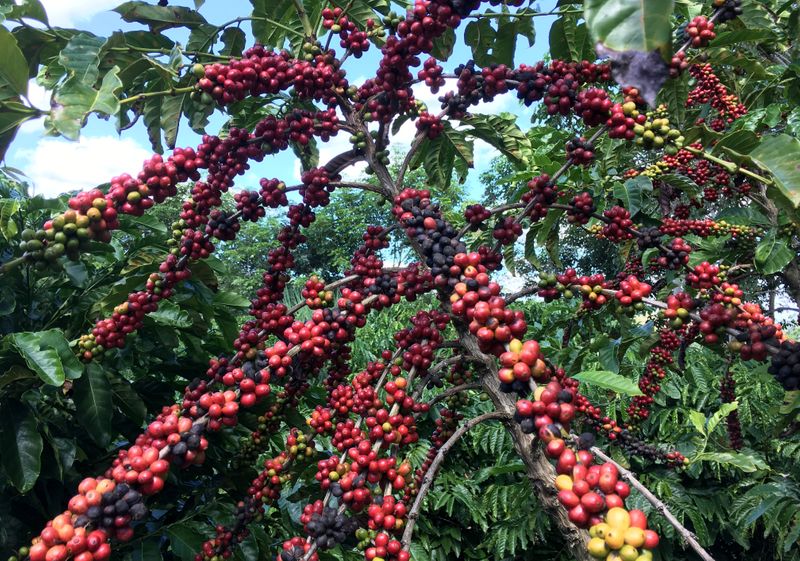 &copy; Reuters. The robusta coffee fruits are seen in Sao Gabriel da Palha