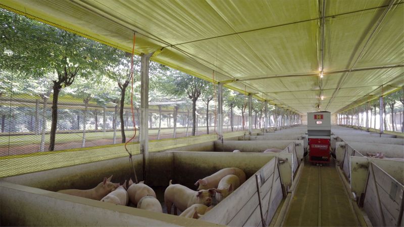 &copy; Reuters. Robô distribui ração para porcos em fazenda no Brasil