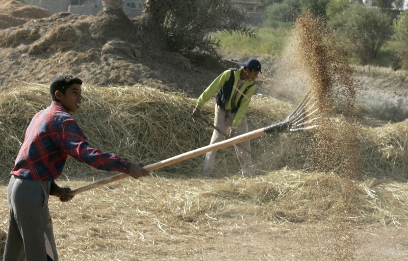 &copy; Reuters. العراق يشتري أكثر من 213 ألف طن من الأرز المحلي