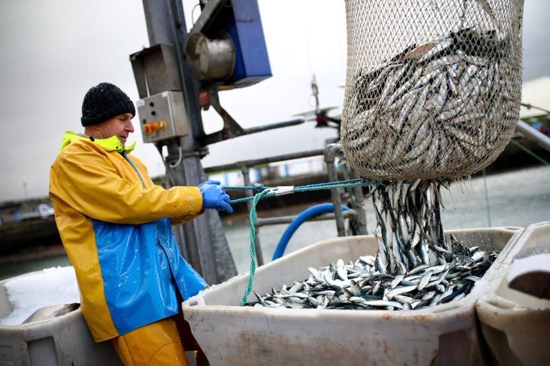 © Reuters. A worker pulls in a net of sardines at Newlyn Harbour, which will see significant impact to the fishing industry as a result of the Brexit deal due to be implemented in the New Year, in Newlyn