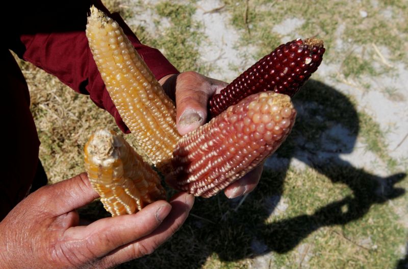 &copy; Reuters. FILE PHOTO: A farmer holds different types of corn cobs in Otzolotepec