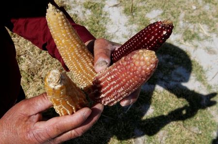 Mexico farm lobby blasts ban on GMO corn; organic growers welcome it By Reuters