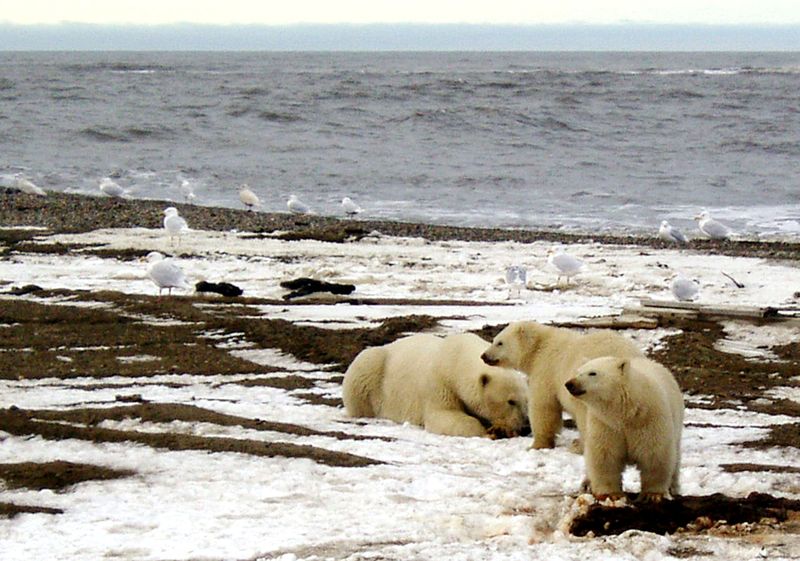 © Reuters. FILE PHOTO: Polar bears are seen within the 1002 Area of the Arctic National Wildlife Refuge