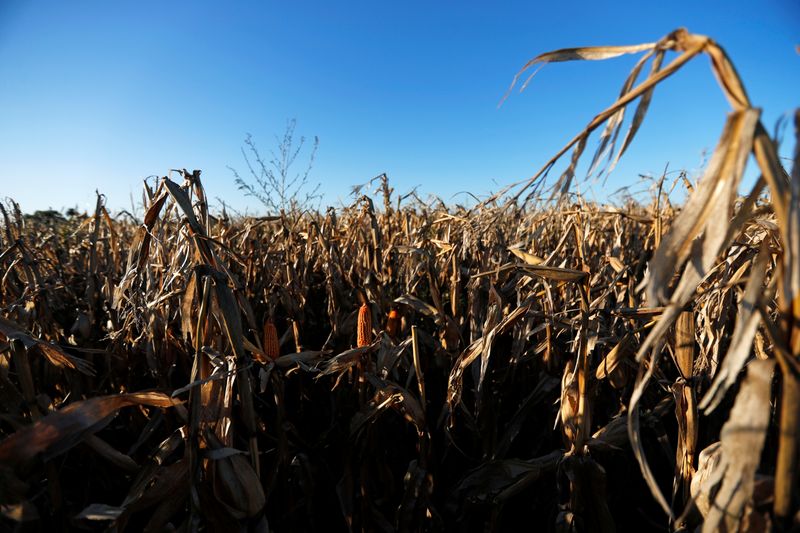 © Reuters. Lavoura de milho em Chivilcoy, Argentina