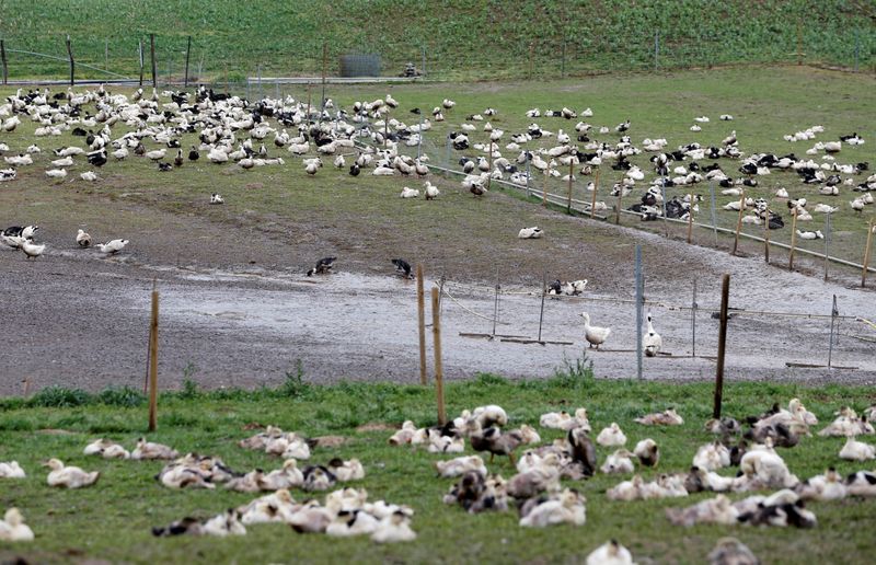 © Reuters. GRIPPE AVIAIRE: LA FRANCE PRÉVOIT D'ABATTRE 600.000 CANARDS