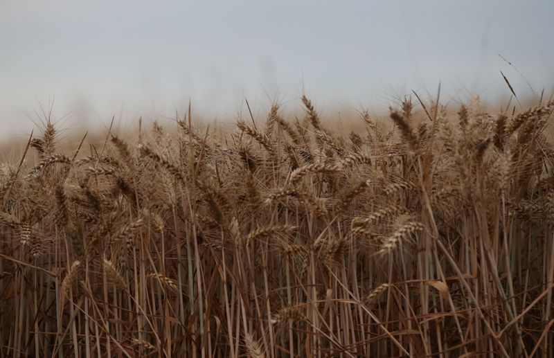 &copy; Reuters. Winter wheat ready for harvest is seen in a field near Kimpton