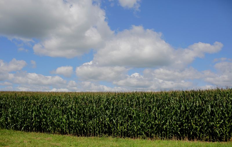 &copy; Reuters. FILE PHOTO: Clouds hover above a corn field in Dubuque