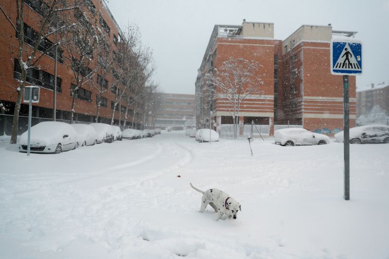 &copy; Reuters. Un perro jugando en la nieve durante una fuerte nevada en Madrid, España, el 9 de enero de 2021