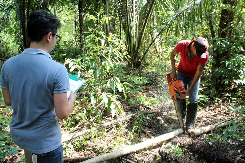 © Reuters. Forestry student Mateus Sanquetta observes as day laborer Ilandio Pereira da Silva cuts down a tree in the Amazon to measure its carbon levels in Itapua do Oeste