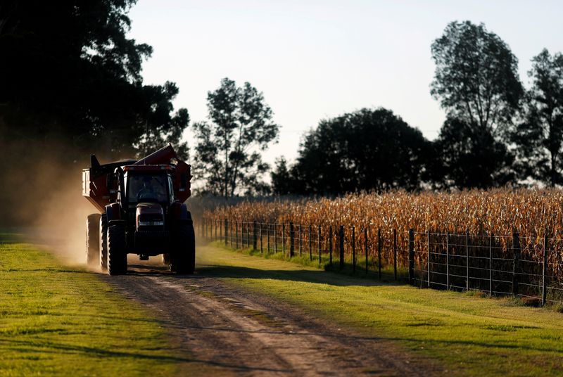 &copy; Reuters. Trator atravessa plantação de milho em Chivilcoy, nas proximidades de Buenos Aires, na Argentina