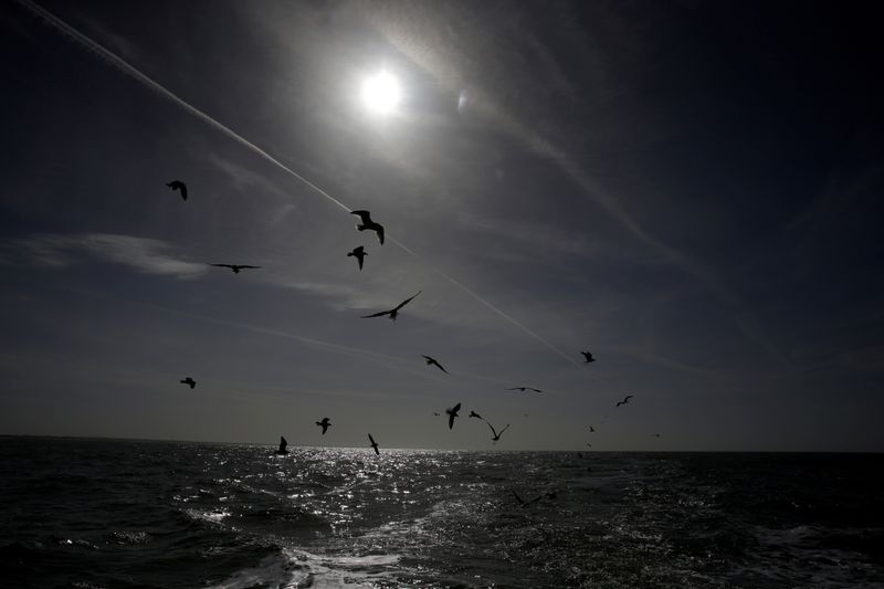© Reuters. FILE PHOTO: Seagulls follow the fishing boat Manta off the coast of the village of Thyboron in Jutland, Denmark