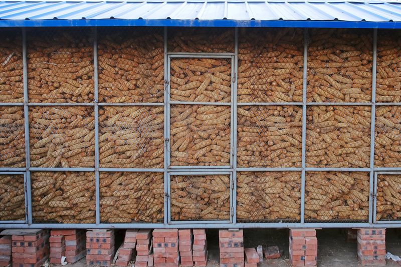 &copy; Reuters. Estoques de milho, utilizado na produção de ração para animais, em fazenda em vila de Changtu, na China