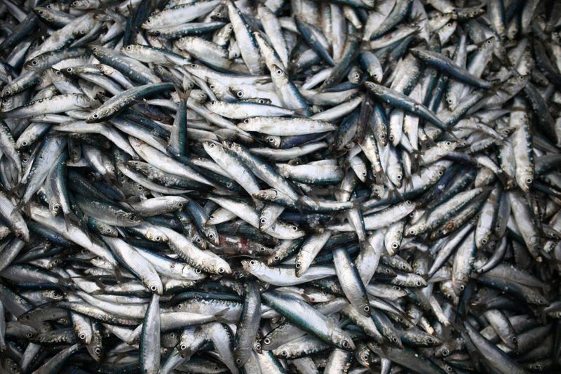 © Reuters. Sardines are landed at Newlyn Harbour, which will see significant impact to the fishing industry as a result of the Brexit deal due to be implemented in the New Year, in Newlyn