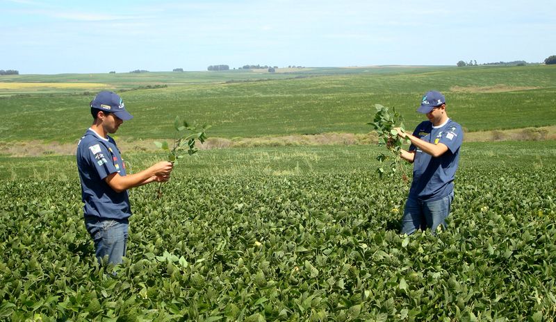 © Reuters. Agrônomos checam lavoura de soja em Cruz Alta (RS)