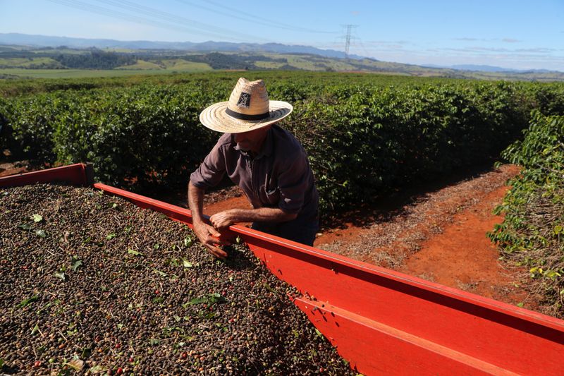 &copy; Reuters. Trabalhador com café colhido de uma plantação em São João da Boa Vista, no Estado de São Paulo