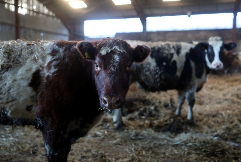 &copy; Reuters. Beef cattle feed indoors on a farm near Biggar, Scotland