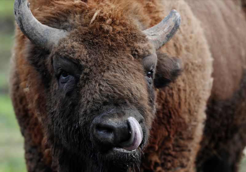 &copy; Reuters. The re-introduction of European Bison in the wilds of Canterbury