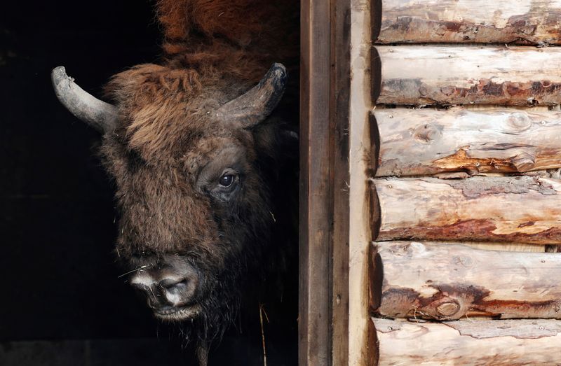 © Reuters. The re-introduction of European Bison in the wilds of Canterbury