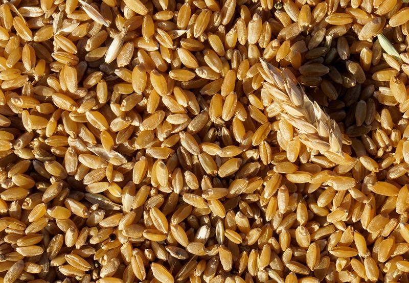 &copy; Reuters. Wheat grain is seen at the Petrovskoye farming company in Akmola region, Kazakhstan