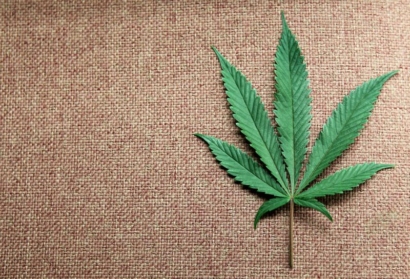 © Reuters. A marijuana leaf