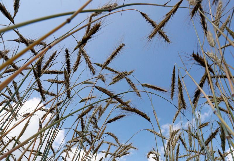 &copy; Reuters. A view shows ears of wheat in a field outside Krasnoyarsk