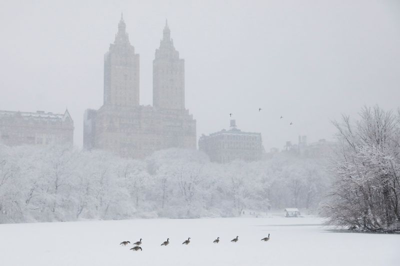 &copy; Reuters. Birds make their way across a frozen lake in Central Park, in New York City