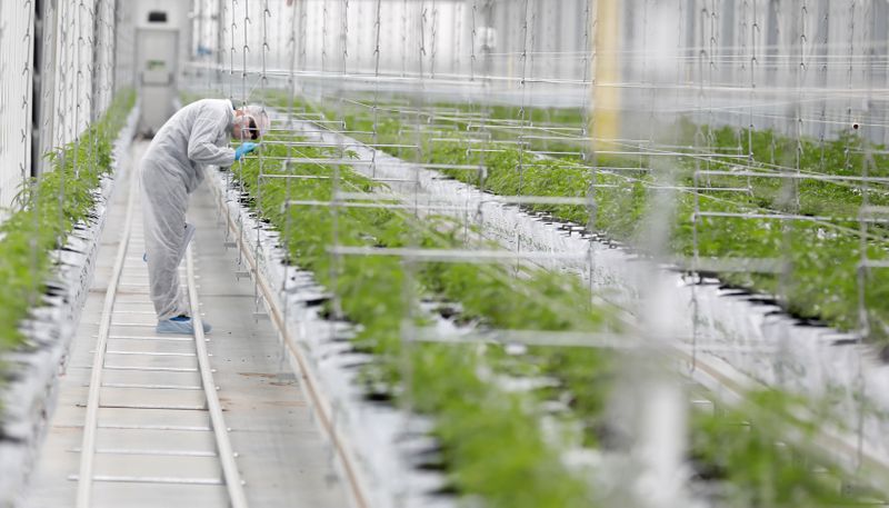 &copy; Reuters. Un trabajador revisa las plantas de cannabis dentro del invernadero de Tilray en Cantanhede