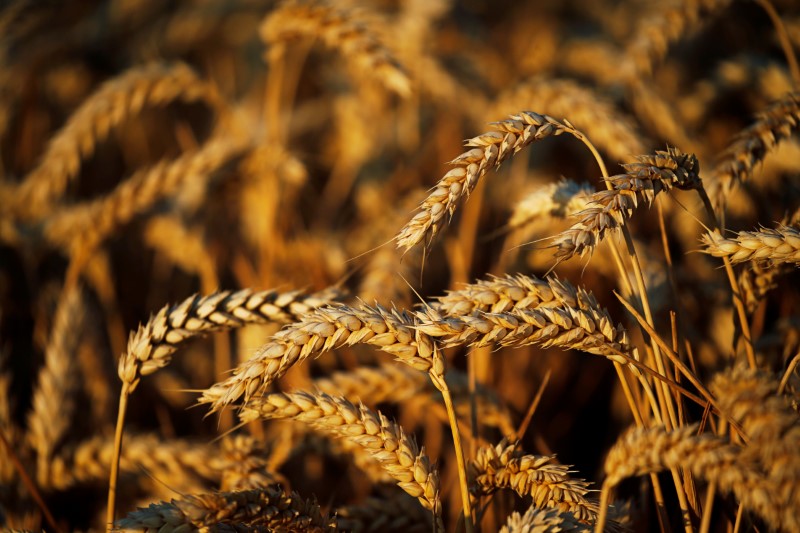 &copy; Reuters. متعاملون: الأردن يشتري 60 ألف طن من القمح في مناقصة