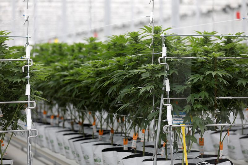 German retail investors catch cannabis trading frenzy