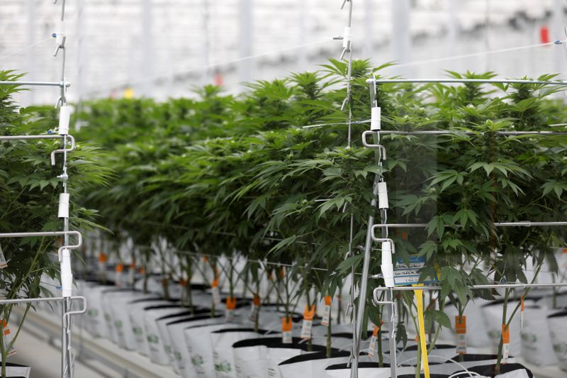 &copy; Reuters. Cannabis plants grow inside Tilray factory hothouse in Cantanhede