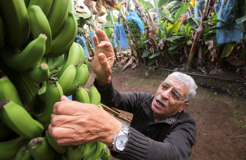 &copy; Reuters. Algerian farmer Mostefa Mazouzi checks on bananas at his banana farm in Sidi Fredj