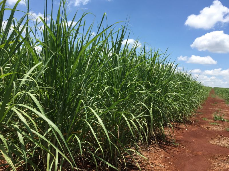 &copy; Reuters. Plantações de cana-de-açúcar no Brasil