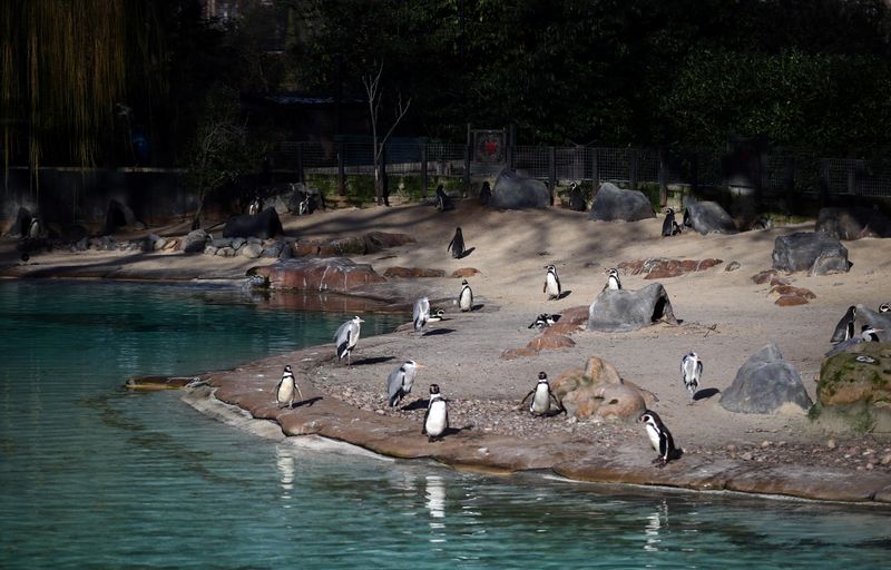 © Reuters. Behind the scenes look at London Zoo during COVID-19 lockdown