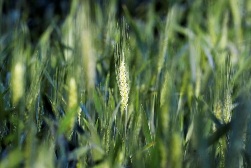 &copy; Reuters. مسؤول: مصر تزرع 3.42 مليون فدان بالقمح في موسم الزراعة