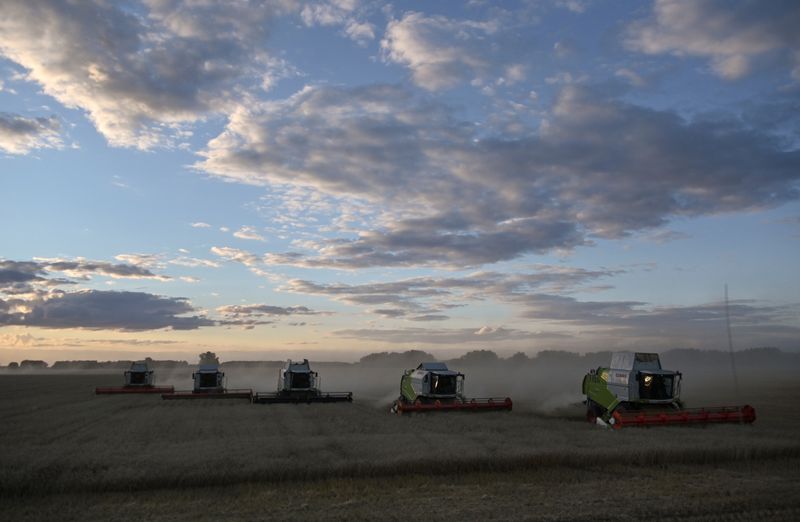 &copy; Reuters. Wheat harvest in Russia&apos;s Omsk region