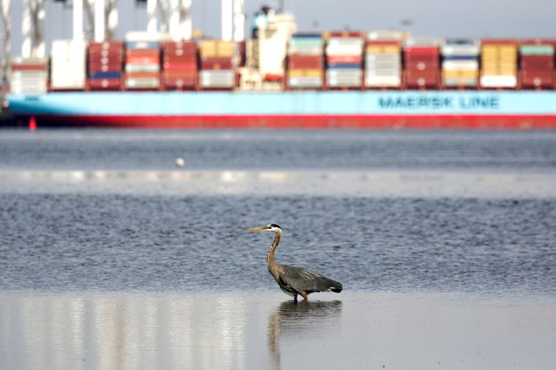 &copy; Reuters. FILE PHOTO: A heron hunts for food as the ship Anna Maersk is docked at Roberts Bank port