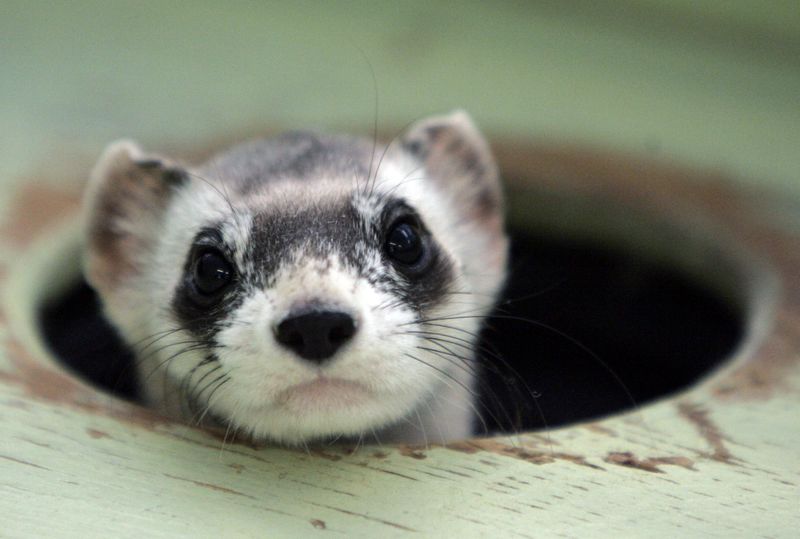 &copy; Reuters. FILE PHOTO: Bert, a male black-footed ferret peers out from a burrow in a cage at the U.S. Fish and Wildlife Service National Black-footed Ferret Conservation Center in Wellington
