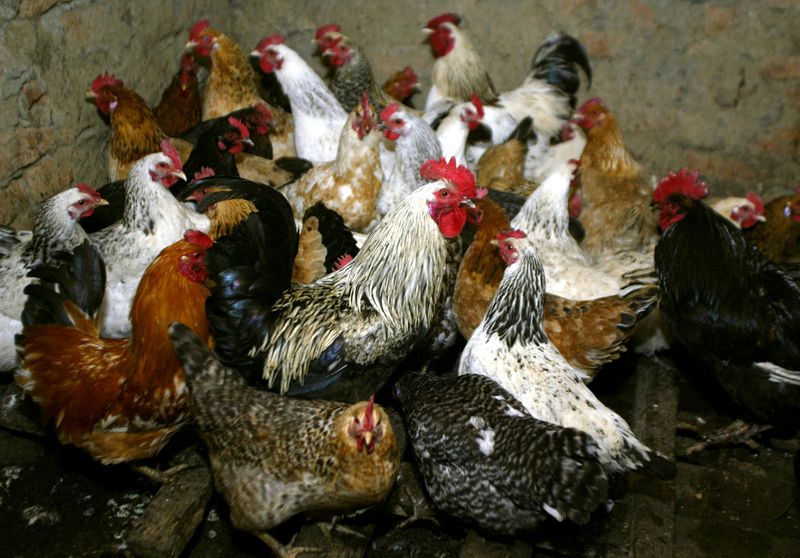 &copy; Reuters. FILE PHOTO: Chickens await vaccination against bird flu at the settlement Peredovoi near Stavropol